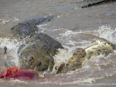 photo safari, photographic safari, wildlife photographic safari, photo tour, photo workshop, when to go, best, fivezero safaris, five zero, safari, kurt jay bertels, kenya, masai mara, crocodile, feeding, frenzy, death roll