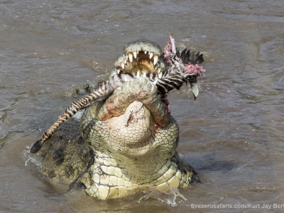 photo safari, photographic safari, wildlife photographic safari, photo tour, photo workshop, when to go, best, fivezero safaris, five zero, safari, kurt jay bertels, kenya, masai mara, crocodile, feeding, frenzy, death roll, feeding