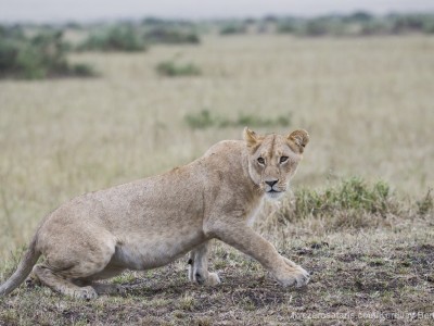 lioness, lion, photo safari, photographic safari, wildlife photographic safari, photo tour, photo workshop, when to go, best, fivezero safaris, five zero, safari, kurt jay bertels, kenya, masai mara,