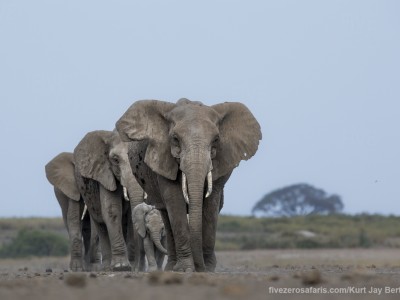 elephants, photo safari, photographic safari, wildlife photographic safari, photo tour, photo workshop, when to go, best, fivezero safaris, five zero, safari, kurt jay bertels, kenya, amboseli, amboseli national park