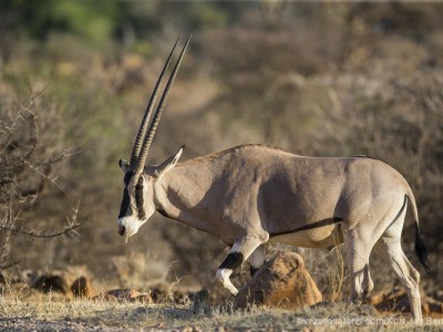 photo safari, photographic safari, wildlife photographic safari, photo tour, photo workshop, when to go, best, fivezero safaris, five zero, safari, kurt jay bertels, kenya, samburu, beisa oryx