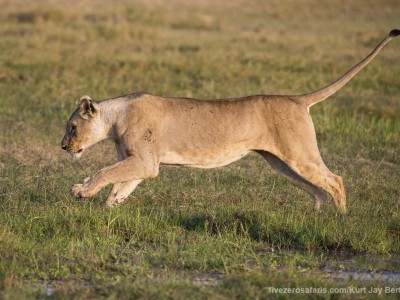 elephants, photo safari, photographic safari, wildlife photographic safari, photo tour, photo workshop, when to go, best, fivezero safaris, five zero, safari, kurt jay bertels, kenya, amboseli, amboseli national park, lion, jumping, water