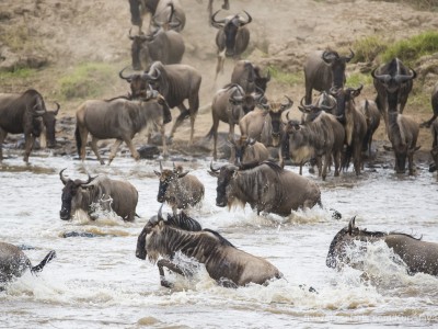 photo safari, photographic safari, wildlife photographic safari, photo tour, photo workshop, when to go, best, fivezero safaris, five zero, safari, kurt jay bertels, kenya, masai mara, great migration, wildebeest, river crossing