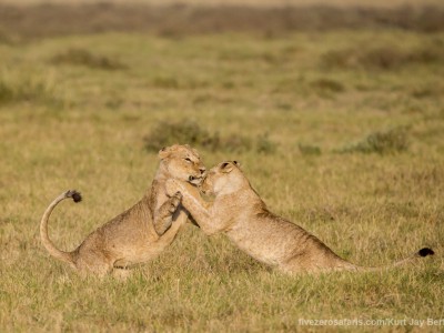 elephants, photo safari, photographic safari, wildlife photographic safari, photo tour, photo workshop, when to go, best, fivezero safaris, five zero, safari, kurt jay bertels, kenya, amboseli, amboseli national park, lion, playing