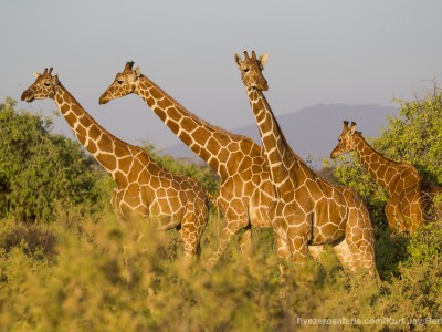 photo safari, photographic safari, wildlife photographic safari, photo tour, photo workshop, when to go, best, fivezero safaris, five zero, safari, kurt jay bertels, kenya, samburu, reticulated giraffe