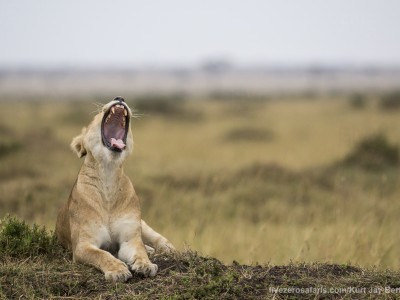 lioness, lion, yawning, photo safari, photographic safari, wildlife photographic safari, photo tour, photo workshop, when to go, best, fivezero safaris, five zero, safari, kurt jay bertels, kenya, masai mara,