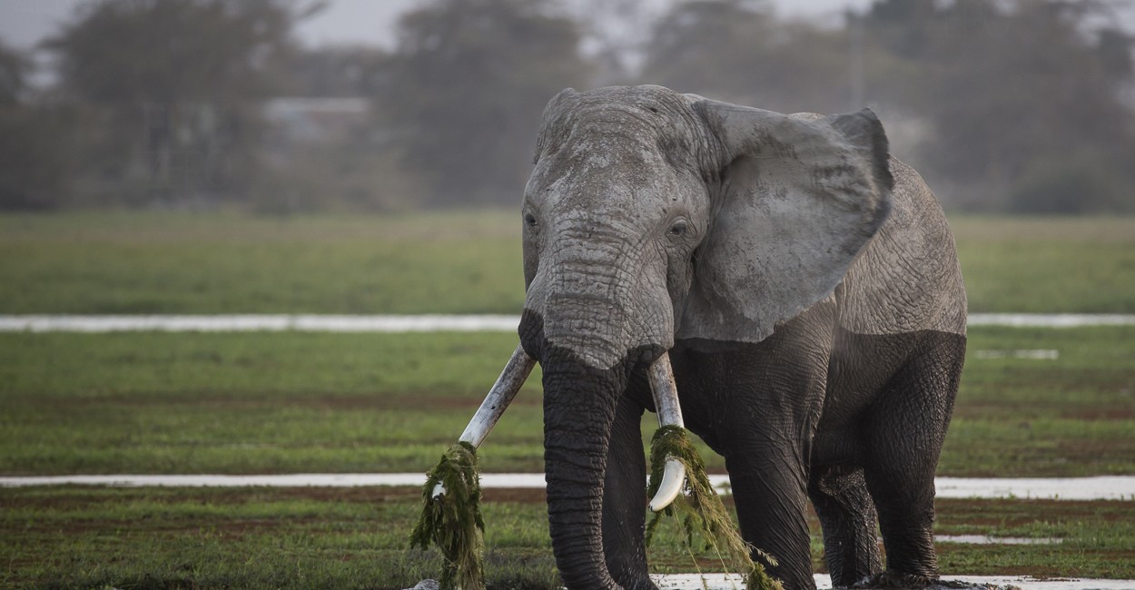 Permalink to The Great Migration Safari: Day 10 with Amboseli extension