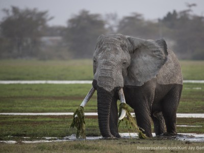 elephants, photo safari, photographic safari, wildlife photographic safari, photo tour, photo workshop, when to go, best, fivezero safaris, five zero, safari, kurt jay bertels, kenya, amboseli, amboseli national park, swamp