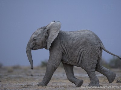 elephants, photo safari, photographic safari, wildlife photographic safari, photo tour, photo workshop, when to go, best, fivezero safaris, five zero, safari, kurt jay bertels, kenya, amboseli, amboseli national park