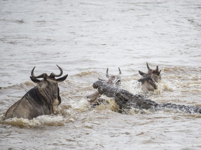 crocodile kill, croc kill, wildebeest, photo safari, photographic safari, wildlife photographic safari, photo tour, photo workshop, when to go, best, fivezero safaris, five zero, safari, kurt jay bertels, kenya, masai mara, great migration,