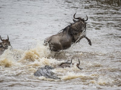 croc kill, wildebeest, mara river, photo safari, photographic safari, wildlife photographic safari, photo tour, photo workshop, when to go, best, fivezero safaris, five zero, safari, kurt jay bertels, kenya, masai mara, great migration,