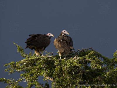 photo safari, photographic safari, wildlife photographic safari, photo tour, photo workshop, when to go, best, fivezero safaris, five zero, safari, kurt jay bertels, kenya, masai mara, great migration, lappet faced vultures