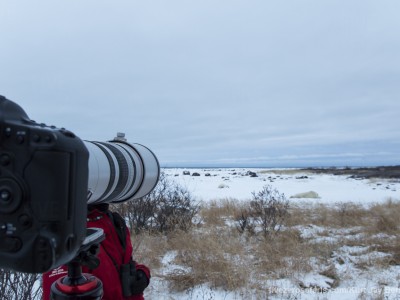 photo safari, photographic safari, wildlife photographic safari, photo tour, photo workshop, when to go, best, fivezero safaris, five zero, safari, kurt jay bertels, canada, churchill, polar bear, canon, camera