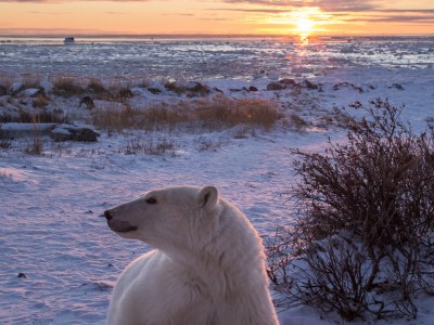 photo safari, photographic safari, wildlife photographic safari, photo tour, photo workshop, when to go, best, fivezero safaris, five zero, safari, kurt jay bertels, canada, churchill, polar bear, sunrise, sunset