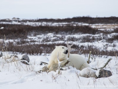 photo safari, photographic safari, wildlife photographic safari, photo tour, photo workshop, when to go, best, fivezero safaris, five zero, safari, kurt jay bertels, canada, churchill, polar bear, antlers