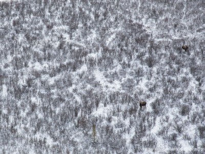 photo safari, photographic safari, wildlife photographic safari, photo tour, photo workshop, when to go, best, fivezero safaris, five zero, safari, kurt jay bertels, canada, churchill, polar bear, moose