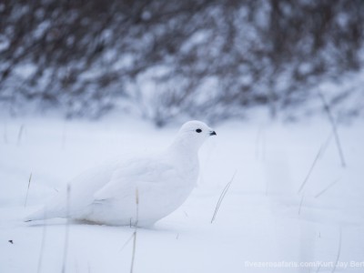 photo safari, photographic safari, wildlife photographic safari, photo tour, photo workshop, when to go, best, fivezero safaris, five zero, safari, kurt jay bertels, canada, churchill, polar bear, willow ptarmigan