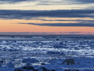 photo safari, photographic safari, wildlife photographic safari, photo tour, photo workshop, when to go, best, fivezero safaris, five zero, safari, kurt jay bertels, canada, churchill, polar bear, sunset, sunrise