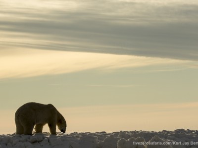 photo safari, photographic safari, wildlife photographic safari, photo tour, photo workshop, when to go, best, fivezero safaris, five zero, safari, kurt jay bertels, canada, churchill, polar bear,