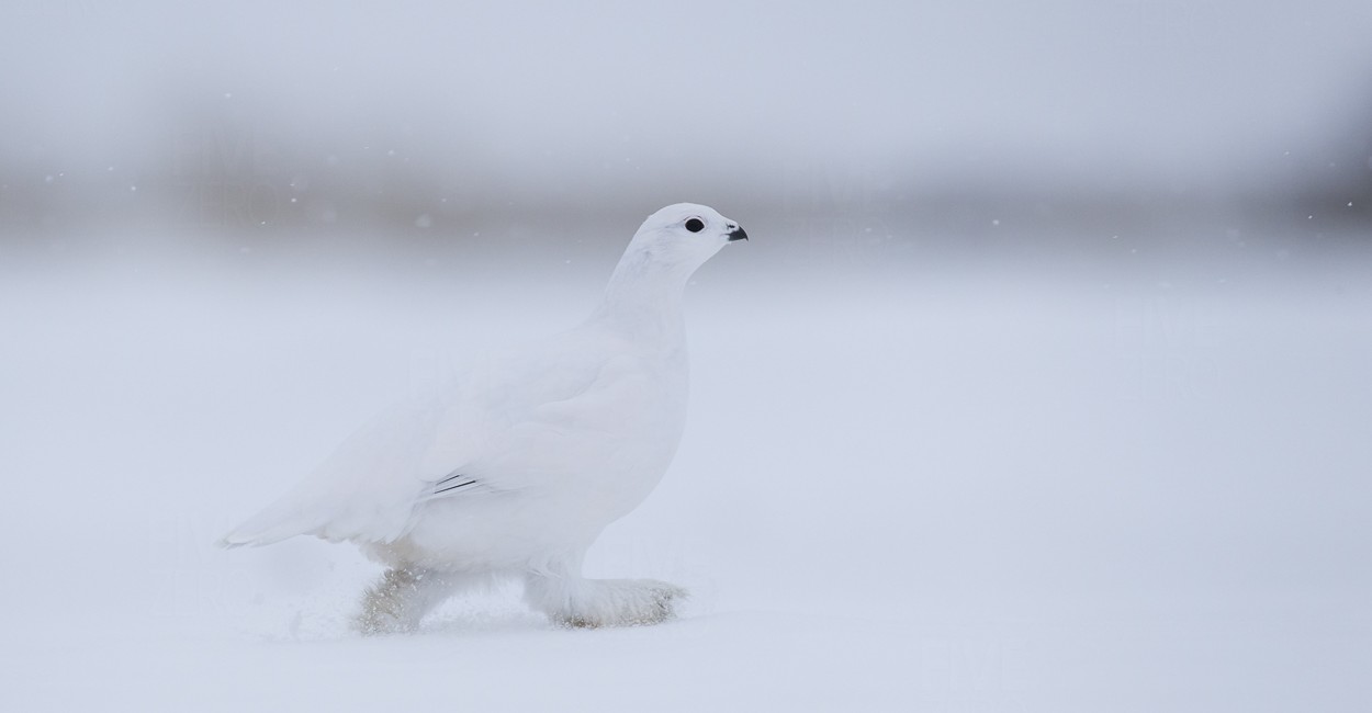 Permalink to The Polar Bear Safari 2015: Day 4
