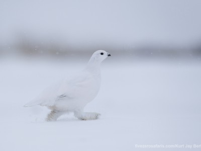 photo safari, photographic safari, wildlife photographic safari, photo tour, photo workshop, when to go, best, fivezero safaris, five zero, safari, kurt jay bertels, canada, churchill, polar bear, willow ptarmigan