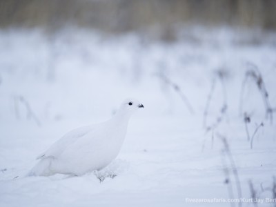 photo safari, photographic safari, wildlife photographic safari, photo tour, photo workshop, when to go, best, fivezero safaris, five zero, safari, kurt jay bertels, canada, churchill, polar bear, willow ptarmigan