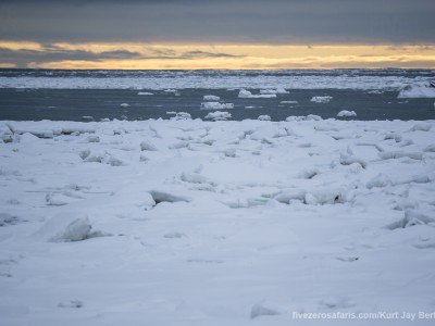 photo safari, photographic safari, wildlife photographic safari, photo tour, photo workshop, when to go, best, fivezero safaris, five zero, safari, kurt jay bertels, canada, churchill, polar bear,