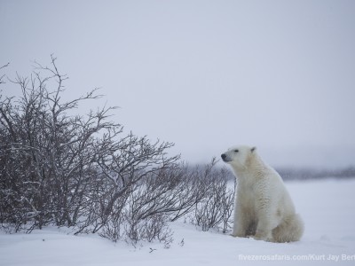 photo safari, photographic safari, wildlife photographic safari, photo tour, photo workshop, when to go, best, fivezero safaris, five zero, safari, kurt jay bertels, canada, churchill, polar bear,