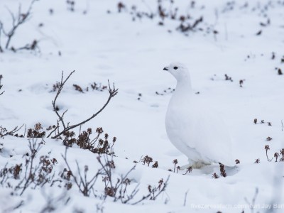 photo safari, photographic safari, wildlife photographic safari, photo tour, photo workshop, when to go, best, fivezero safaris, five zero, safari, kurt jay bertels, canada, churchill, polar bear, willow ptarmigan