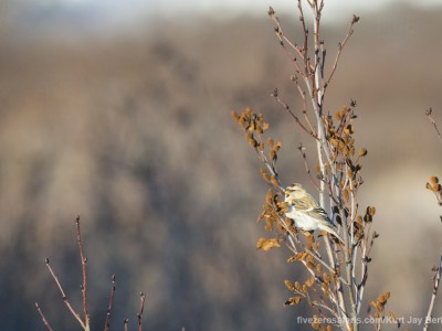 photo safari, photographic safari, wildlife photographic safari, photo tour, photo workshop, when to go, best, fivezero safaris, five zero, safari, kurt jay bertels, canada, churchill, polar bear, hoary redpoll, arctic redpoll