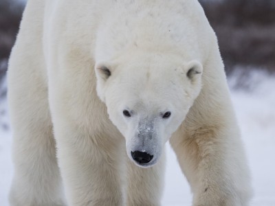 photo safari, photographic safari, wildlife photographic safari, photo tour, photo workshop, when to go, best, fivezero safaris, five zero, safari, kurt jay bertels, canada, churchill, polar bear,