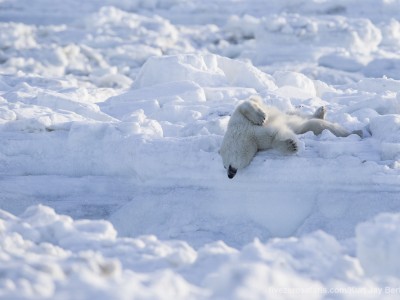 photo safari, photographic safari, wildlife photographic safari, photo tour, photo workshop, when to go, best, fivezero safaris, five zero, safari, kurt jay bertels, canada, churchill, polar bear, yoga