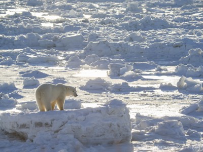 photo safari, photographic safari, wildlife photographic safari, photo tour, photo workshop, when to go, best, fivezero safaris, five zero, safari, kurt jay bertels, canada, churchill, polar bear,