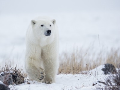 photo safari, photographic safari, wildlife photographic safari, photo tour, photo workshop, when to go, best, fivezero safaris, five zero, safari, kurt jay bertels, canada, churchill, polar bear,