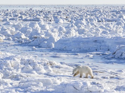 photo safari, photographic safari, wildlife photographic safari, photo tour, photo workshop, when to go, best, fivezero safaris, five zero, safari, kurt jay bertels, canada, churchill, polar bear,