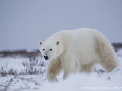 photo safari, photographic safari, wildlife photographic safari, photo tour, photo workshop, when to go, best, fivezero safaris, five zero, safari, kurt jay bertels, canada, churchill, polar bear,