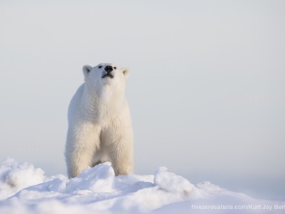 photo safari, photographic safari, wildlife photographic safari, photo tour, photo workshop, when to go, best, fivezero safaris, five zero, safari, kurt jay bertels, canada, churchill, polar bear,