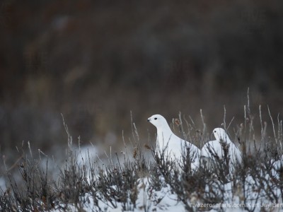 photo safari, photographic safari, wildlife photographic safari, photo tour, photo workshop, when to go, best, fivezero safaris, five zero, safari, kurt jay bertels, canada, churchill, polar bear, willow ptarmigan