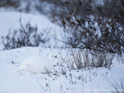 photo safari, photographic safari, wildlife photographic safari, photo tour, photo workshop, when to go, best, fivezero safaris, five zero, safari, kurt jay bertels, canada, churchill, polar bear, willow ptarmigan