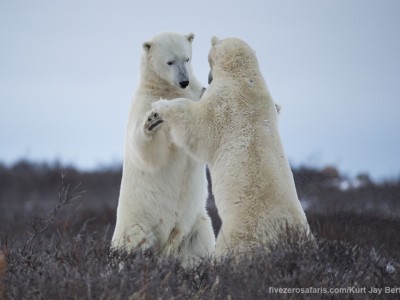 photo safari, photographic safari, wildlife photographic safari, photo tour, photo workshop, when to go, best, fivezero safaris, five zero, safari, kurt jay bertels, canada, churchill, polar bear, sparring, fighting, dancing