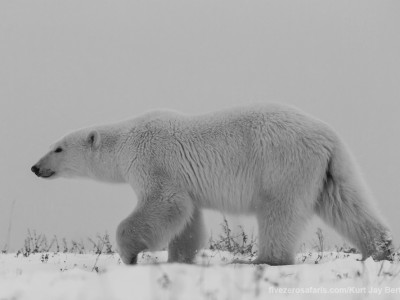 photo safari, photographic safari, wildlife photographic safari, photo tour, photo workshop, when to go, best, fivezero safaris, five zero, safari, kurt jay bertels, canada, churchill, polar bear,