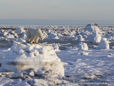 photo safari, photographic safari, wildlife photographic safari, photo tour, photo workshop, when to go, best, fivezero safaris, five zero, safari, kurt jay bertels, canada, churchill, polar bear,