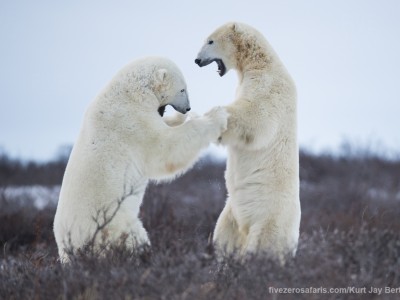 photo safari, photographic safari, wildlife photographic safari, photo tour, photo workshop, when to go, best, fivezero safaris, five zero, safari, kurt jay bertels, canada, churchill, polar bear, fighting, dancing, sparring