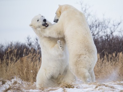 photo safari, photographic safari, wildlife photographic safari, photo tour, photo workshop, when to go, best, fivezero safaris, five zero, safari, kurt jay bertels, canada, churchill, polar bear, playing, fighting, sparring