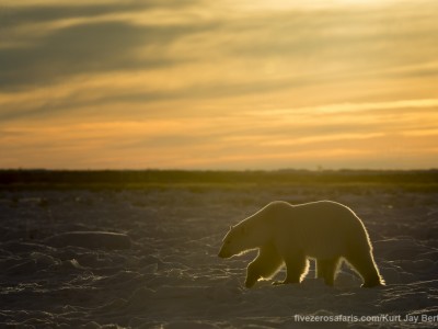 photo safari, photographic safari, wildlife photographic safari, photo tour, photo workshop, when to go, best, fivezero safaris, five zero, safari, kurt jay bertels, canada, churchill, polar bear,