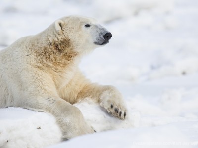 photo safari, photographic safari, wildlife photographic safari, photo tour, photo workshop, when to go, best, fivezero safaris, five zero, safari, kurt jay bertels, canada, churchill, polar bear,