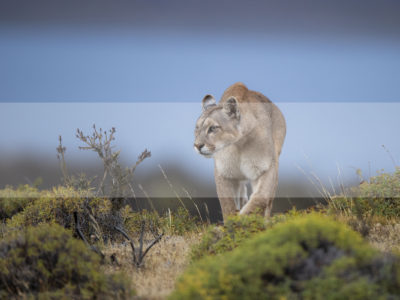 Permalink to The Puma Safari in Chile