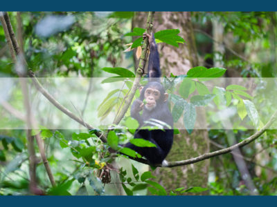 Permalink to The Chimpanzee Safari in Tanzania