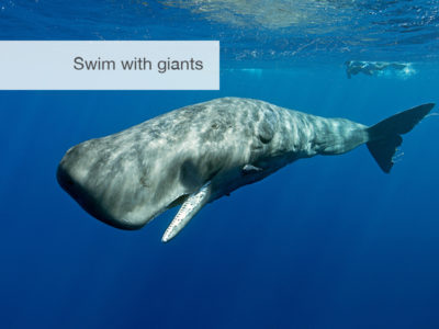 Sri Lanka, Blue Whale Safari, FiveZero Safaris