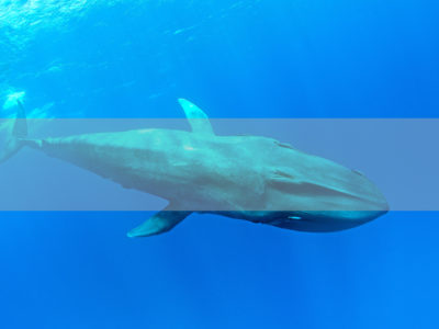 Permalink to The Blue Whale Safari in Sri Lanka